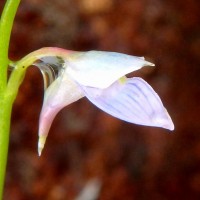 Utricularia uliginosa Vahl